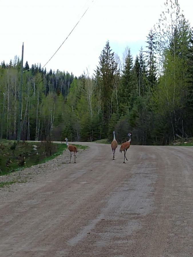 Wolfwood Guest Ranch Bed & Breakfast